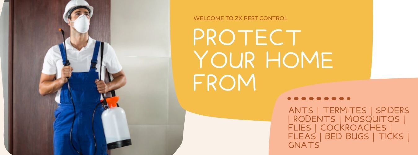 Pest Control in Greater Noida
